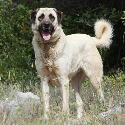 White Anatolian Shepherd