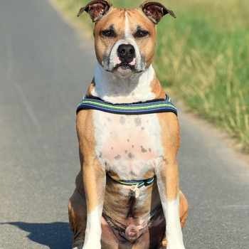 Brown American Staffordshire Terrier