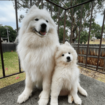 Big Samoyeds