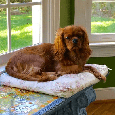 Ruby Cavalier King Charles Spaniel