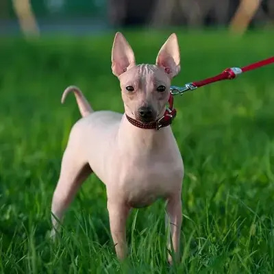 Cream American Hairless Terrier