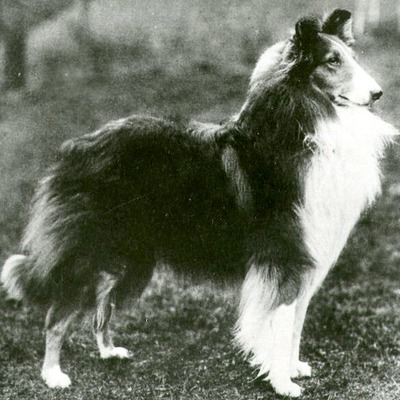 Collie History