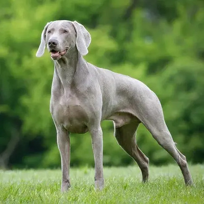 Silver Weimaraner