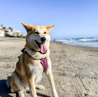 Sable Akita Shepherd