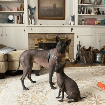 Liver Xoloitzcuintli with black mask