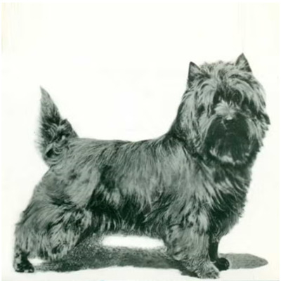 Cairn Terrier History