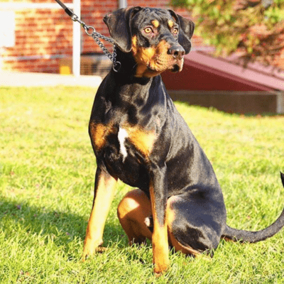 Black and tan Catahoula Leopard