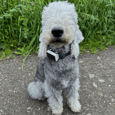 Sand Bedlington Terrier