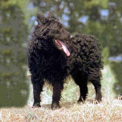 Black Croatian Sheepdog