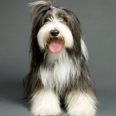 Bearded Collies hairstyle