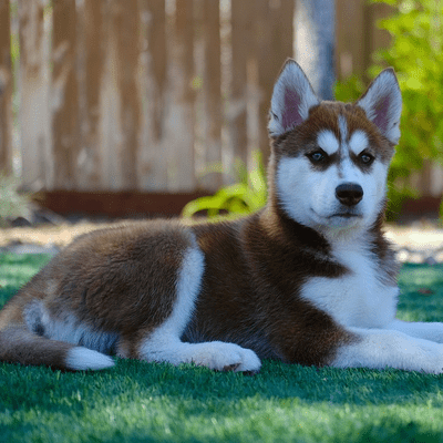 White and Sable Siberian Husky