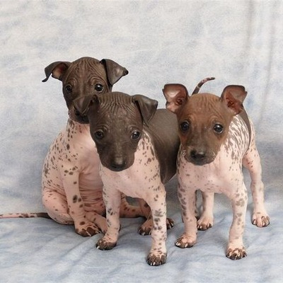 Toy-sized American Hairless Terriers