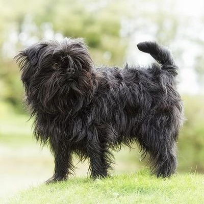 Affenpinscher dog