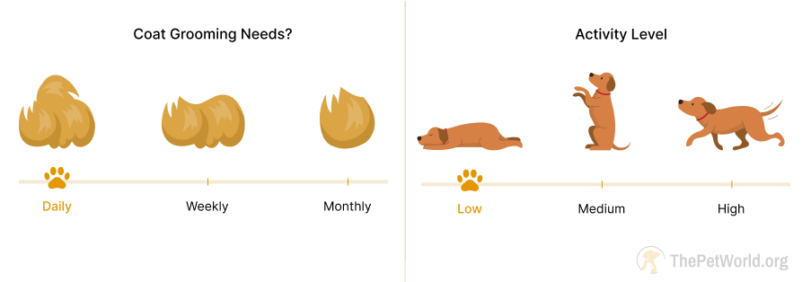 daily grooming- low exercise needs. thepetworld.org