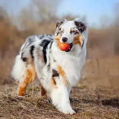 Australian Shepherd