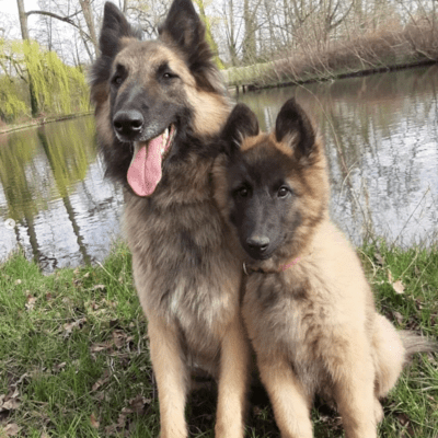 Fawn Belgian Tervuren