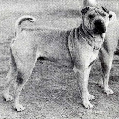 Chinese Shar-Pei History