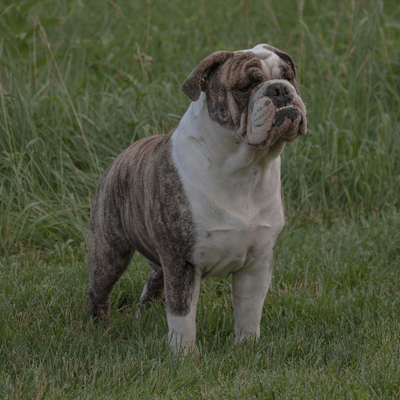 White and Brindle Bulldog