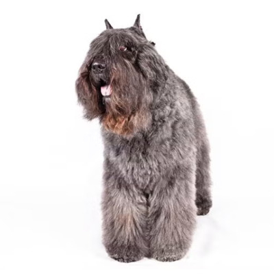 Salt and Pepper Gray Bouvier des Flandres