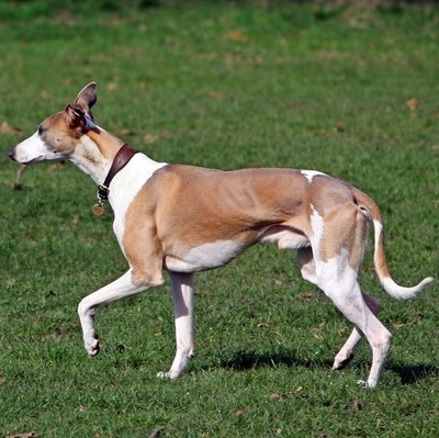 Brown and White Whippet